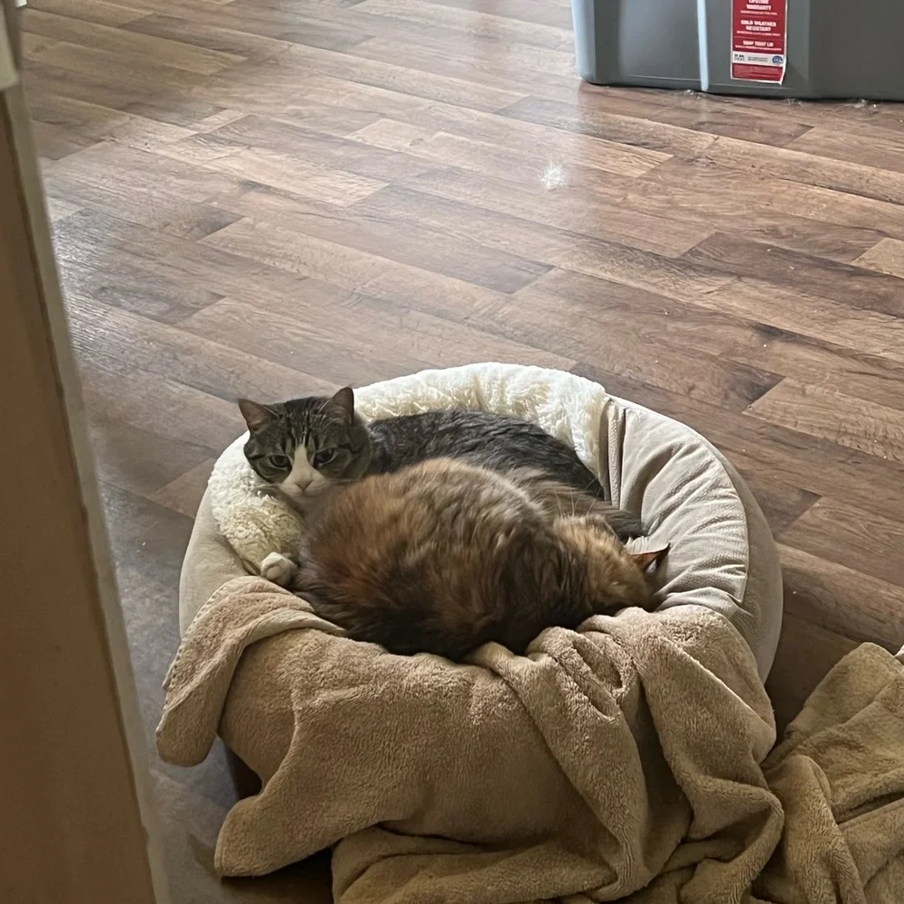 Pet friendly home - Picture 7 of 16